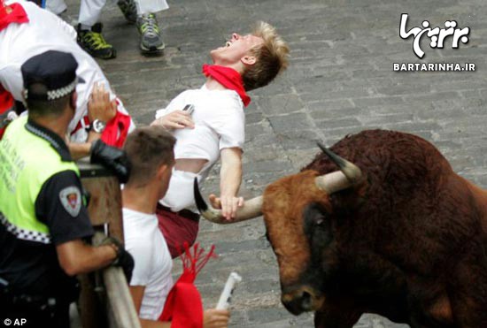 عکس: روز «فرار از گاوها» در اسپانیا (16+)