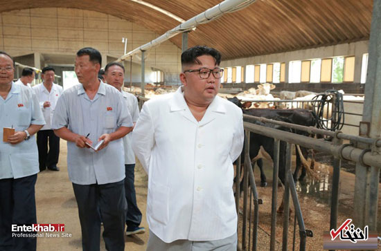 رهبر کره شمالی در گاوداری