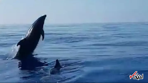 تشکر زیبای یک دلفین از ماهیگیرانی که فرزندش را آزاد کردند