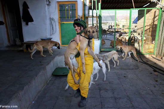 عکس: پناهگاه سگ‌های تهران