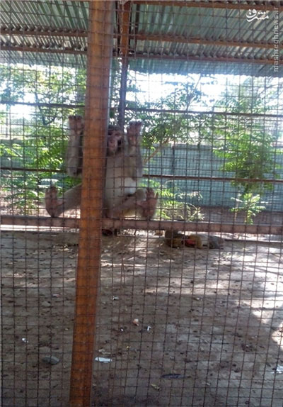 اینجا باغ وحش است یا شکنجه‌ گاه؟! +عکس