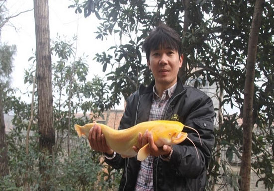 کشف گربه ماهی طلایی بسیار نادر +عکس