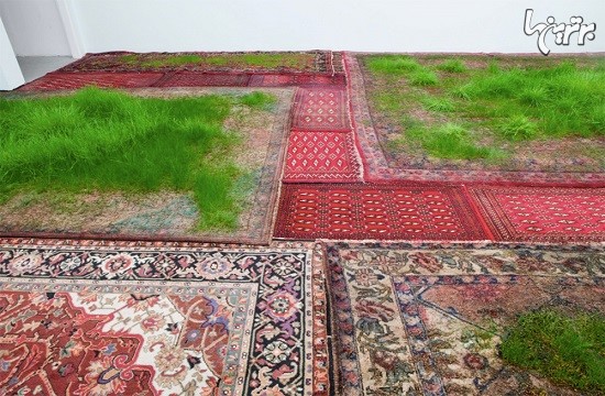 چمن های کاشته شده روی فرش ایرانی