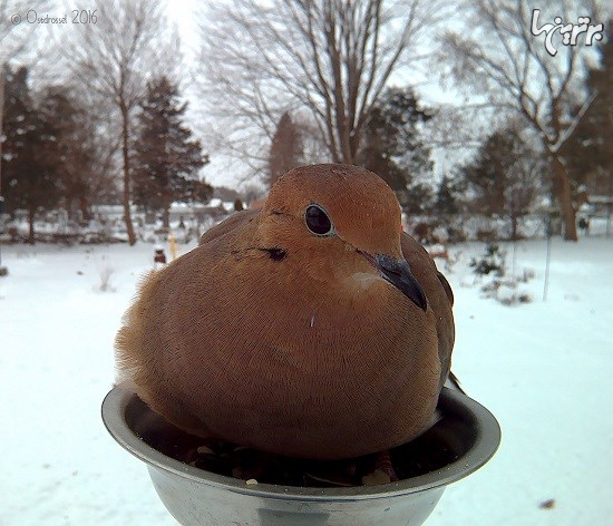 تصاویر کلوزآپ زیبا از پرنده ها درحال غذاخوردن