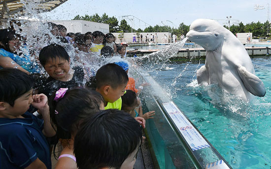 عکس: شوخی آبکی نهنگ با مردم!