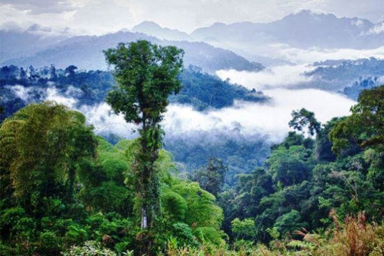 حل یک معما؛ درختان آمازون باران تولید می کنند!