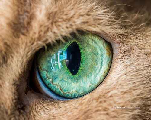 عکاسی ماکرو از چشمان زیبا گربه ها