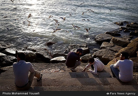 مرغان دریایی ساحل بوشهر