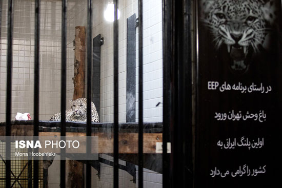 انتقال «ماوی» ماده پلنگ ایرانی به باغ‌وحش ارم