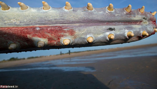 عکس: معمای لاشه 5 نهنگ غول پیکر