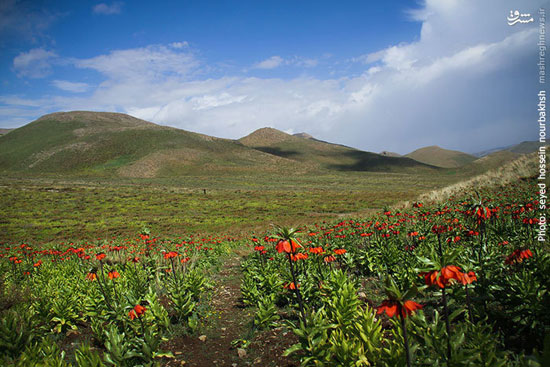 عکس+گل همیشه گریان