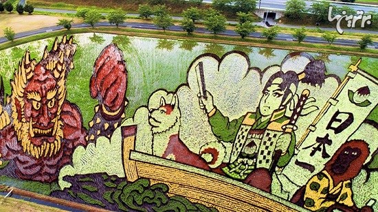 کشاورزان ژاپنی با مزارع برنج خود تصویرسازی می کند