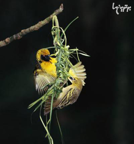 مهارت پرندگان را در لانه‌های زیبا و عجیبشان ببینید