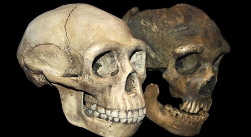 انسان‌های اولیه با نئاندرتال‌ها رابطه جنسی داشتند!