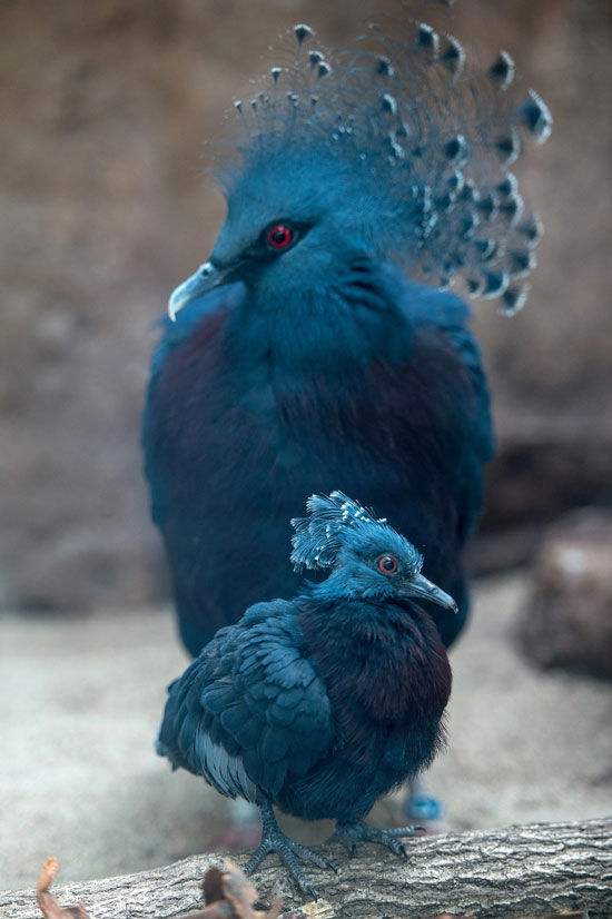 عکس: کبوتر تاجدار ویکتوریا