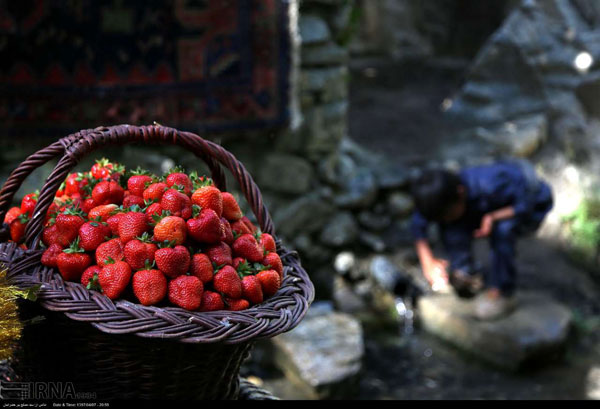 جشنواره توت فرنگی در «شیان»