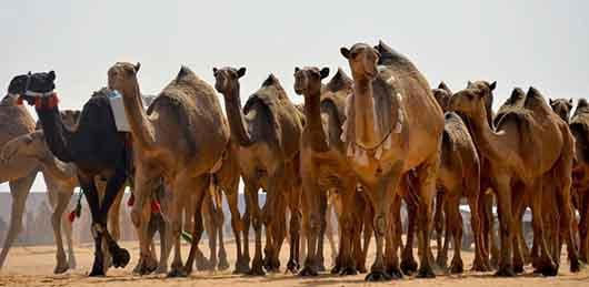 عکس: ملکه زیبایی شتر ها در عربستان!