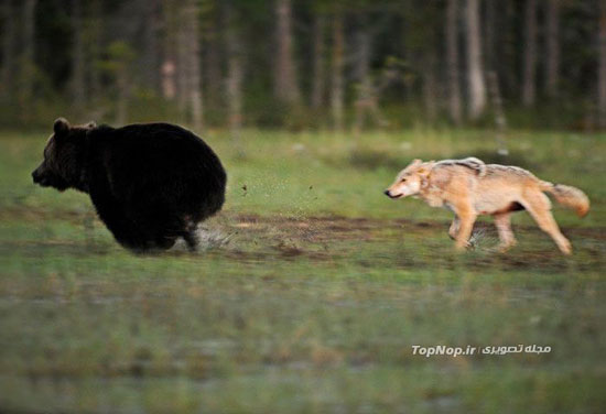 عکاسی از دوستی نادر بین گرگ و خرس