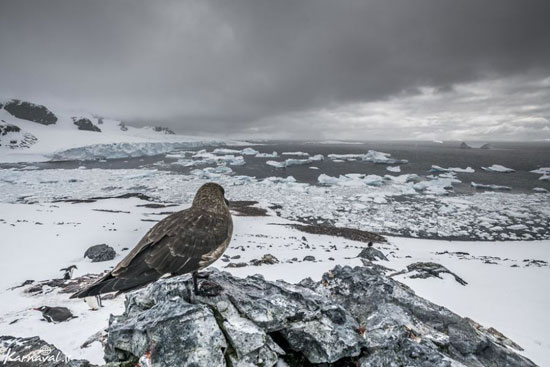 گرم شدن کره زمین و تاثیر آن بر قطب جنوب به روایت تصویر