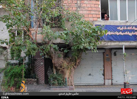 خانه‌ای روی درخت در تهران +عکس