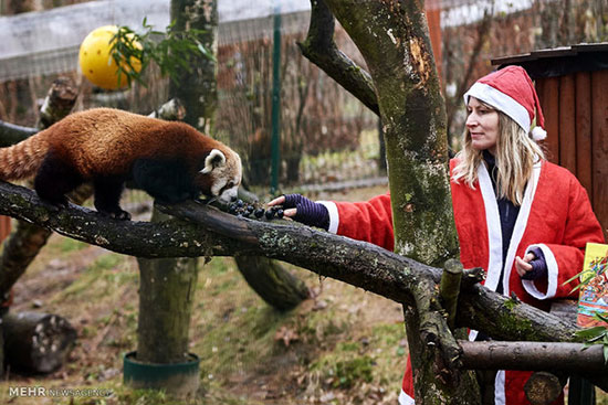 هدیه کریسمس برای حیوانات باغ وحش