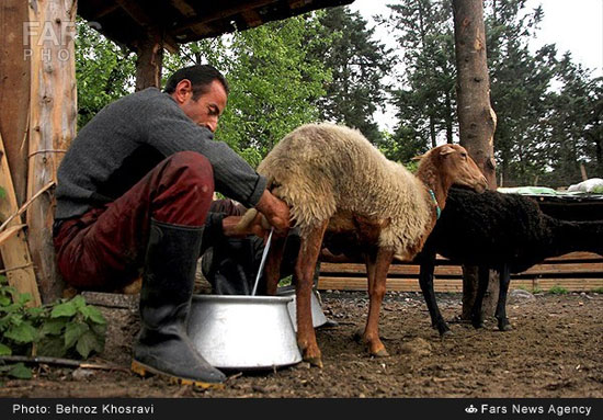 عکس: کوچ دام‌ها از شالیزارها به کوهستان