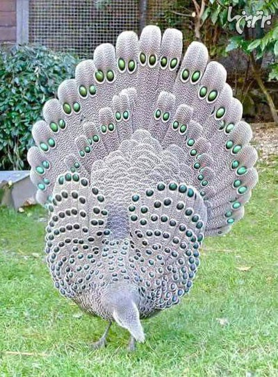 عکس: زیبایی شگفت انگیز طاووس ها