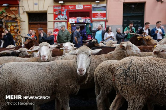 رژه گوسفندان در خیابان‌های مادرید‎