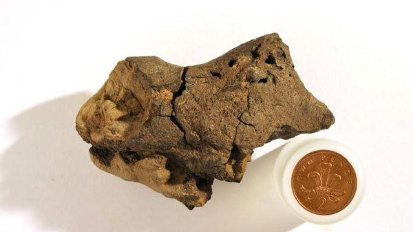 کشف نخستین نمونه از بافت مغز دایناسور