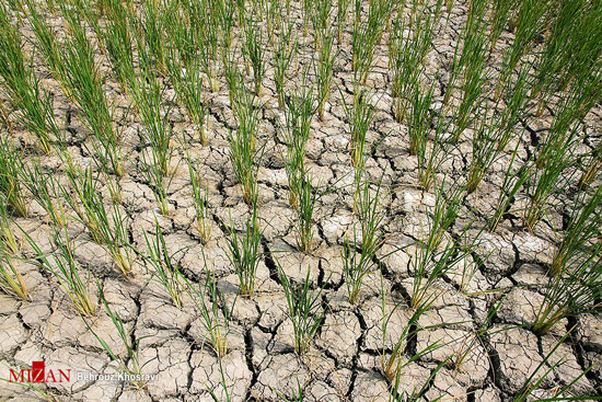 زنگ خطر خشکسالی در شالیزار‌های مازندارن