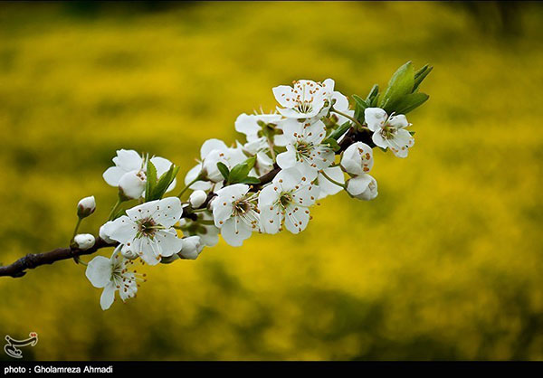 تصاویری زیبا از طبیعت بهاری مازندران