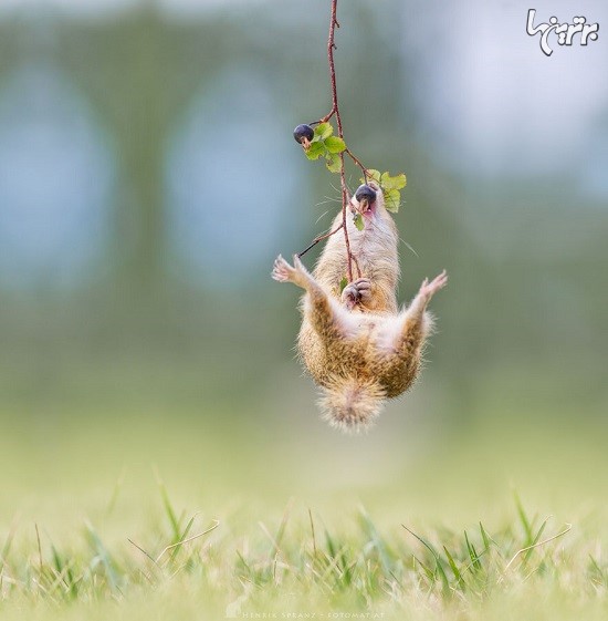 تصاویر جالب و دیدنی سنجاب های زمینی