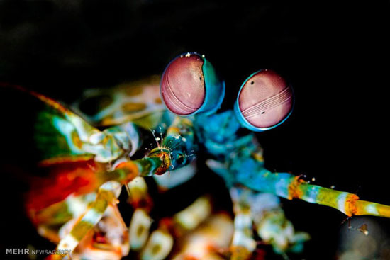 عکس: هیولاهای زیبای اعماق اقیانوس