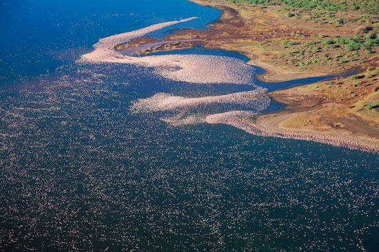 دریاچه‌ای مملو از فلامینگوهای قرمز +عکس