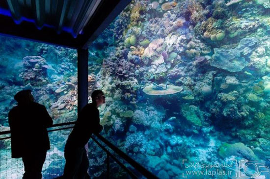 تماشای دیوار مرجانی استرالیا از نزدیک