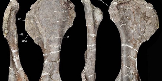 کشف فسیل ۹۶میلیون ساله یک دایناسور