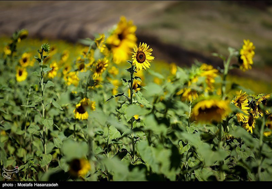 مزارع زیبای آفتابگردان