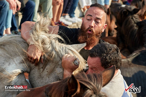 جشنواره عجیب چیدن یال اسب‌های وحشی