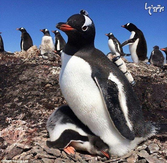 پنگوئن‌ها چطور دوستان خود را برای ماهیگیری صدا می‌کنند؟