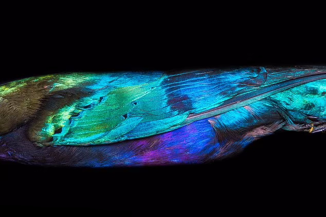 56205151-10684359-Caption_Close_up_of_the_plumage_of_a_Purple_Starling_Lamprotorni-a-55_1649083964579