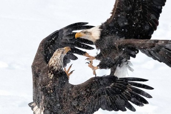 نبرد عقاب‌ها در عکس روز نشنال جئوگرافیک