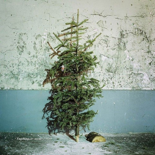 عاقبت درخت های کریسمس +عکس