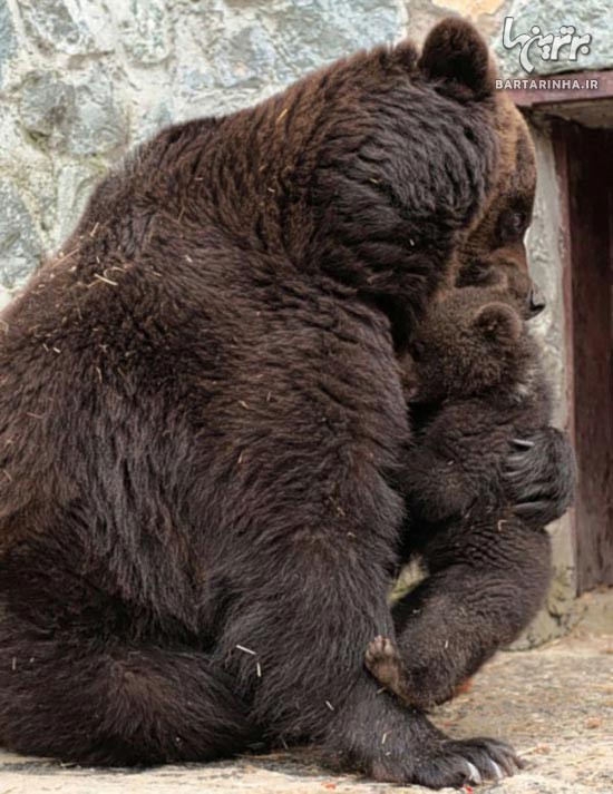 خشم، تنبیه و بخشش خرس مادر! / عکس
