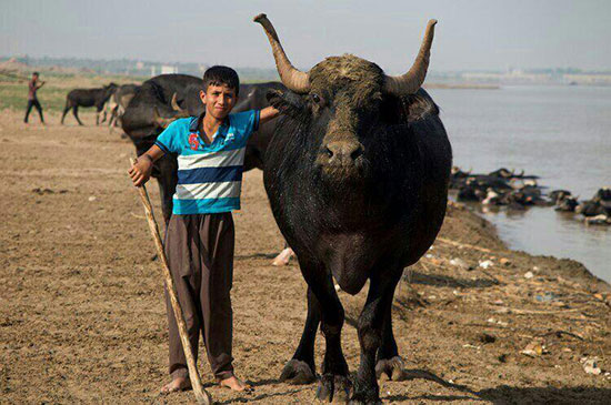 چیز‌هایی که از گاومیش‌های خوزستان نمی‌دانید