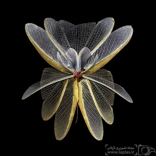 عکس: گل هایی از جنس بال حشرات!
