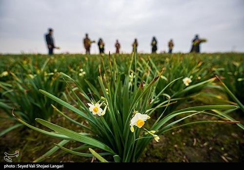 عکس‌های برداشت گل نرگس از مازندران دل‌تان را می‌برد