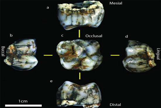 کشف فسیل انسانی دو میلیون ساله