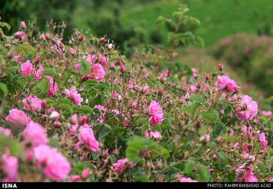 برداشت گل محمدی در لاله زار کرمان