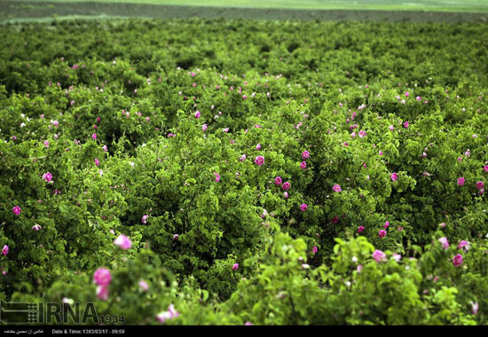 عکس: برداشت گل محمدی