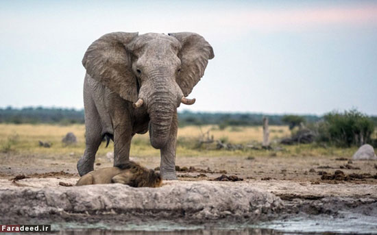 فرار شیر نر از ترس فیل +عکس
